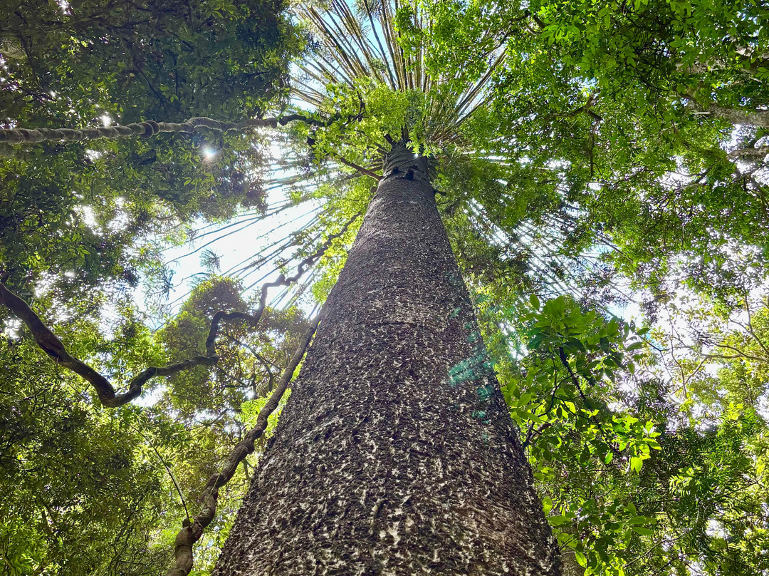 Paradise Falls-Bunya Mountains必去景点