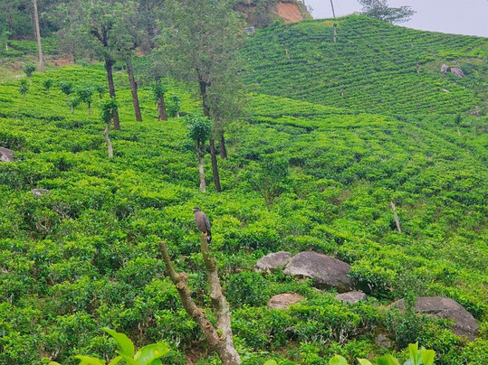 Knuckles Trail Blazers-Kandy District必去景点