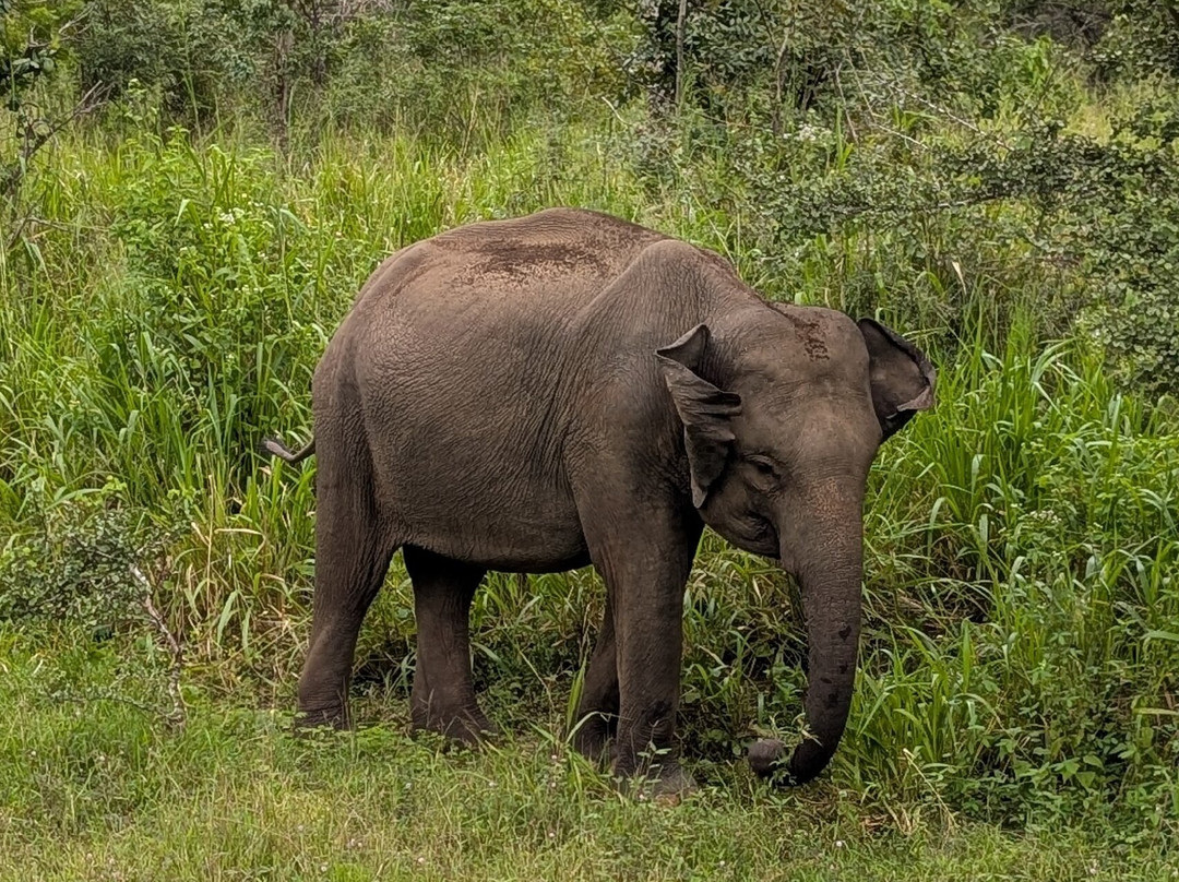 Minneriya Nimal Safari-哈巴拉娜必去景点
