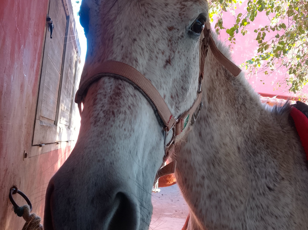 Club Equus Hammamet-哈玛麦德必去景点