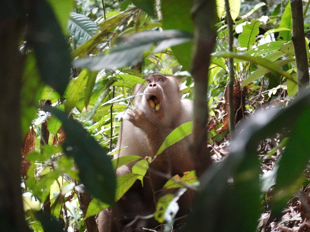 Sumatra Orang Utan Treks-武吉拉旺必去景点