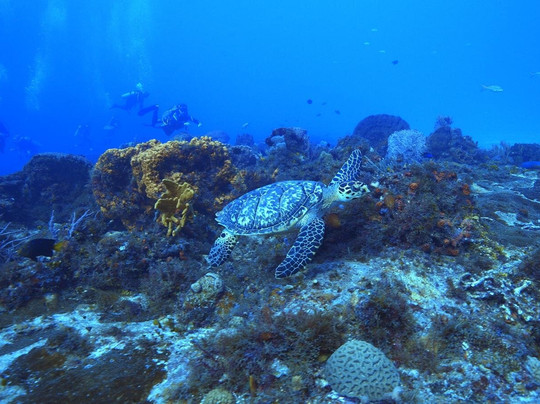 Dressel Divers Playa Del Carmen-普拉亚德尔卡曼必去景点