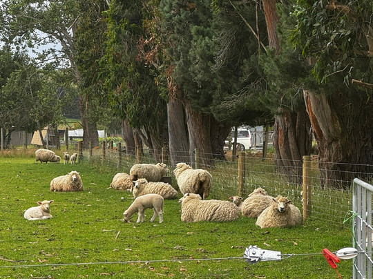 Woodstone Farm, Te Anau, New Zealand-蒂阿瑙必去景点