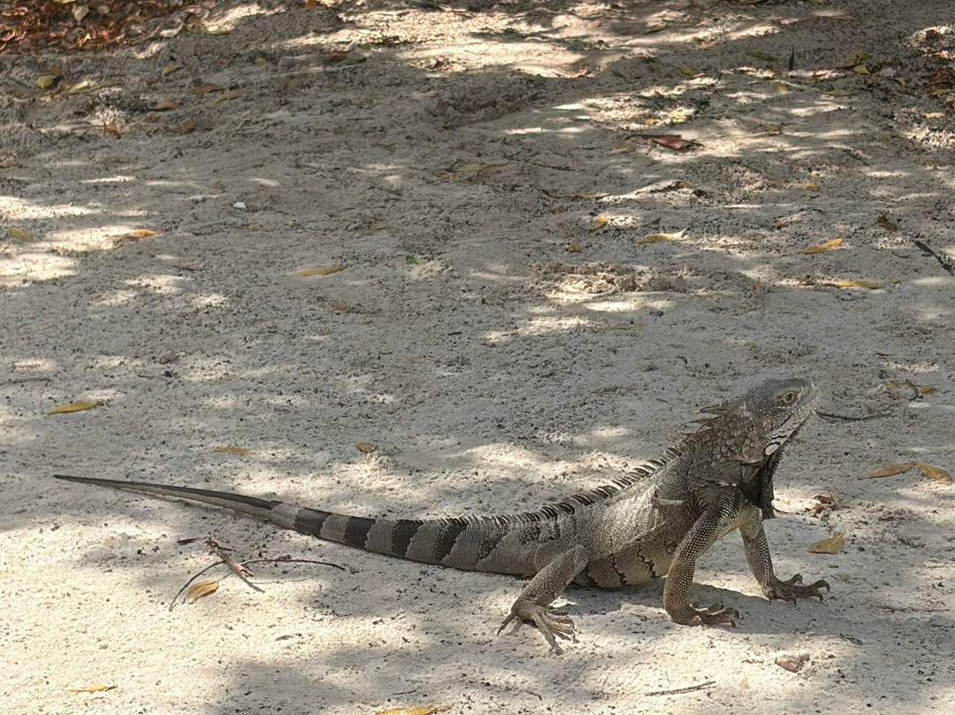 Mangel Halto Beach-萨瓦内塔必去景点