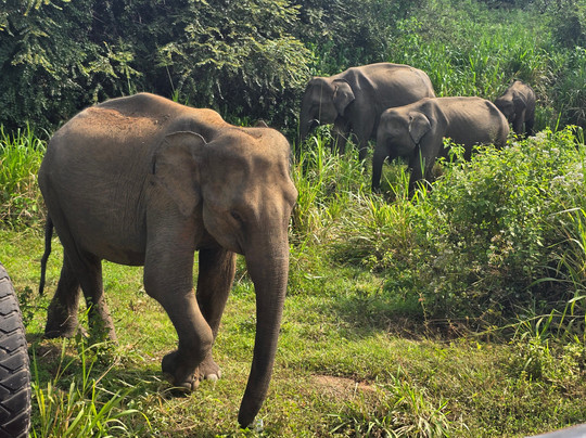 Safari With Asanka-锡吉里亚必去景点