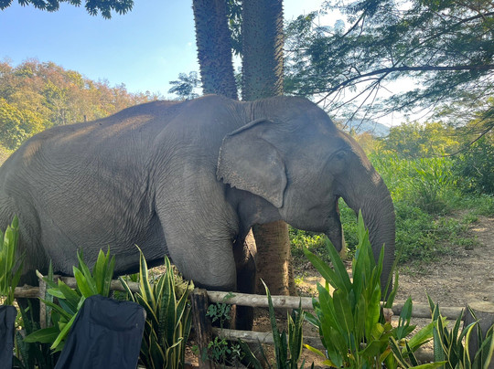 生态森林大象保护区-拜县必去景点