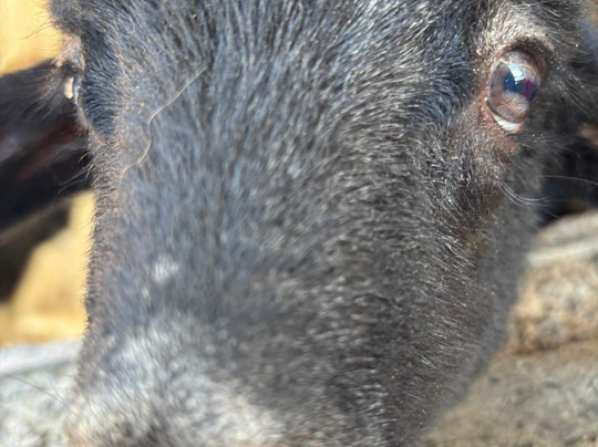 Queseria Montesdeoca-Tijoco Bajo必去景点