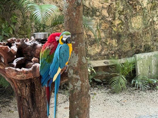 Akumal Monkey Sanctuary & Rescued Animals-艾库玛尔必去景点