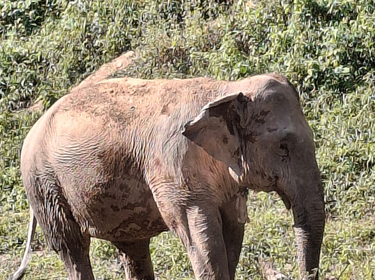 Mekong Elephant Park-北宾必去景点