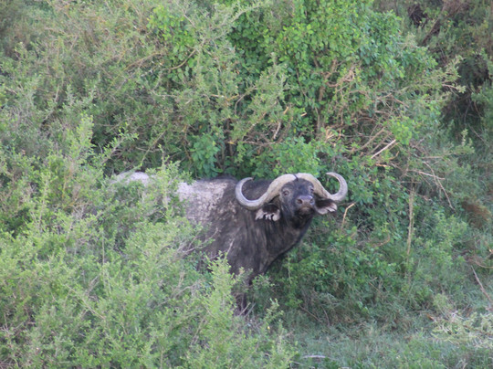 Nyssa Balloon Safaris-Seronera必去景点