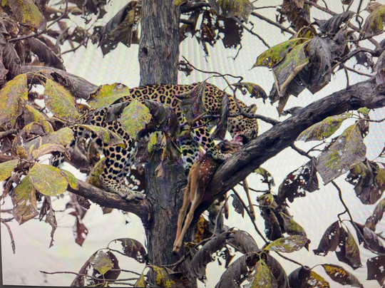 The Tiger Tours-瑟瓦伊马托布尔必去景点