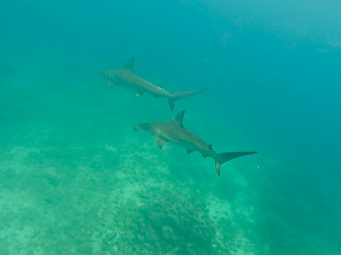 Turtle Island-维里亚米尔港必去景点