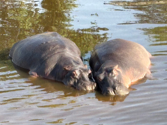 Monkey Adventures-莫西必去景点