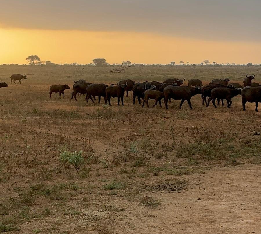 Abdull Safari Kenya-瓦塔木必去景点