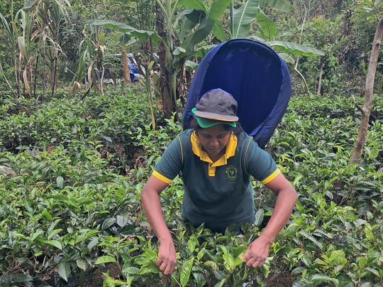 Ella Organic Tea Garden-Heeloya必去景点