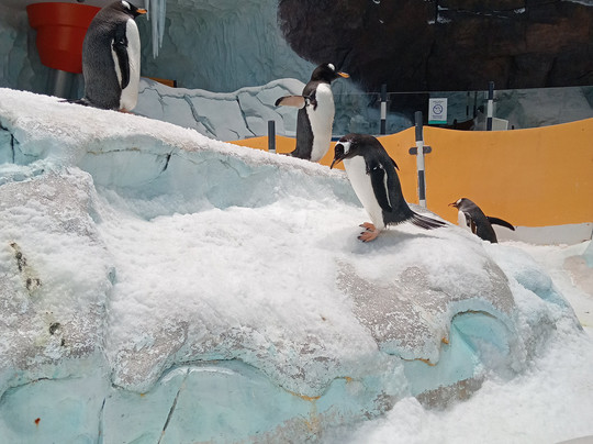 SeaWorld Yas Island Abu Dhabi-阿布扎比必去景点