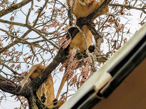 Devine African Safaris-吉佳利必去景点