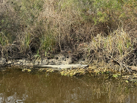 Cajun Pride Swamp Tours-LaPlace必去景点