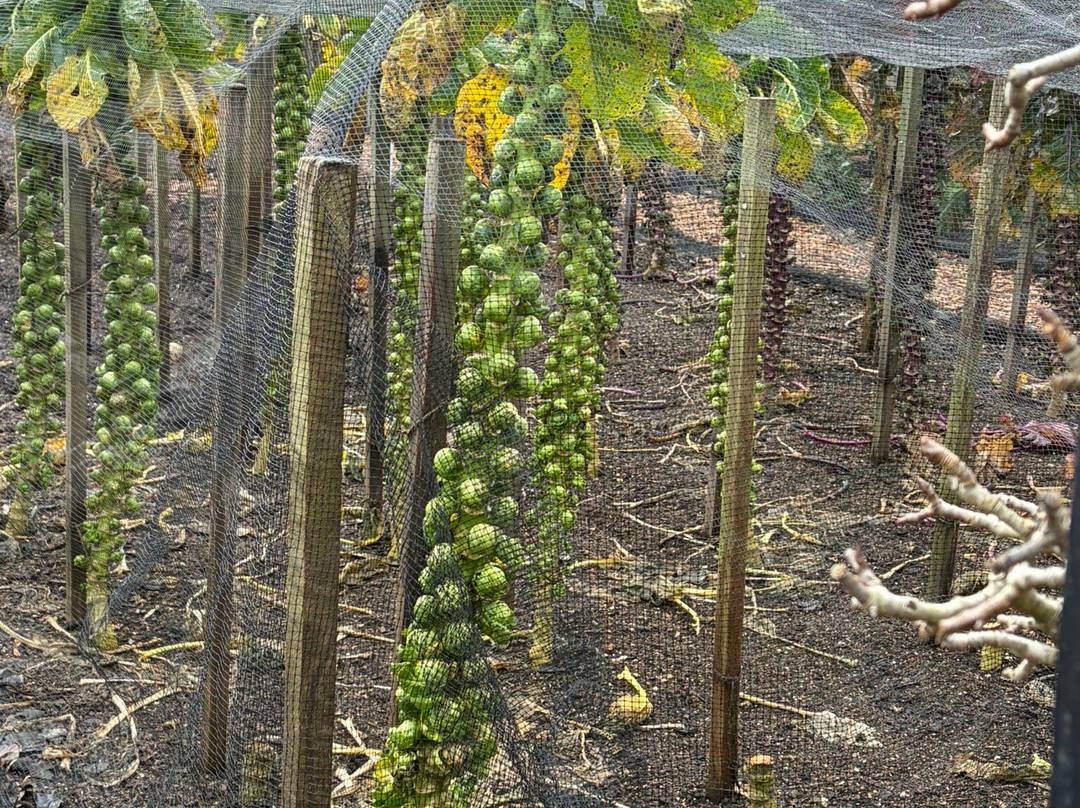 West Dean Gardens-奇切斯特必去景点