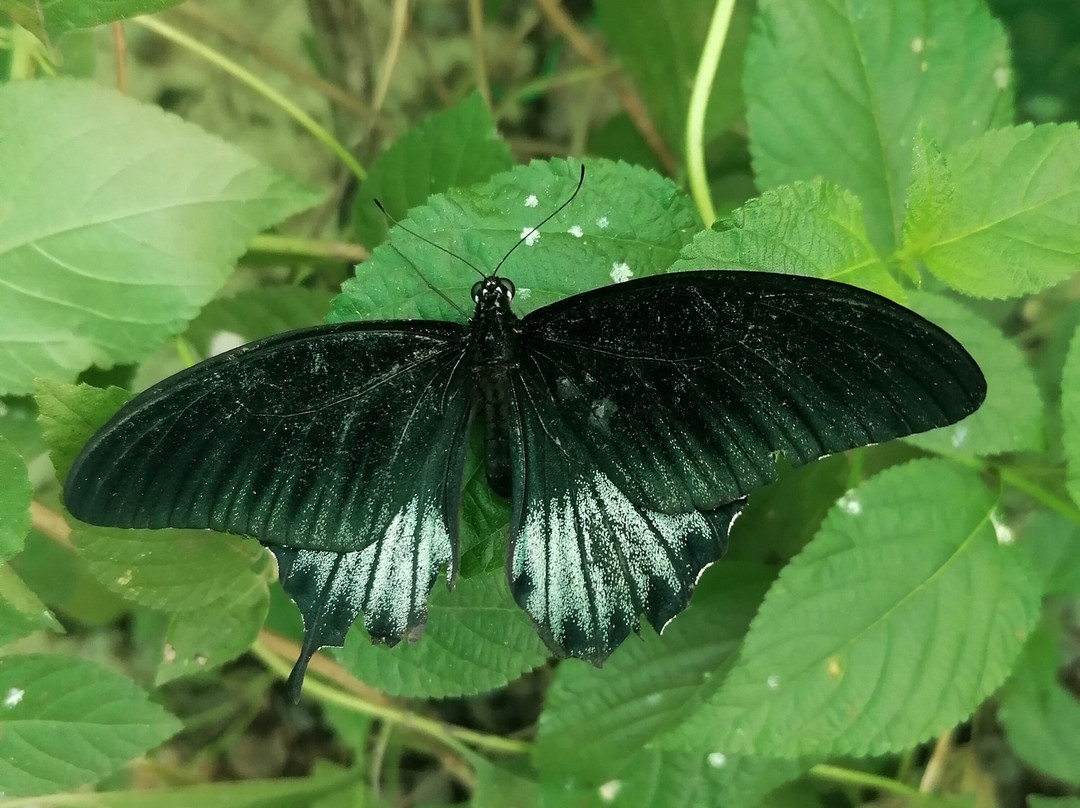 Banatayan Island Butterfly Garden-班塔延岛必去景点
