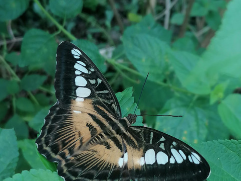 Banatayan Island Butterfly Garden-班塔延岛必去景点