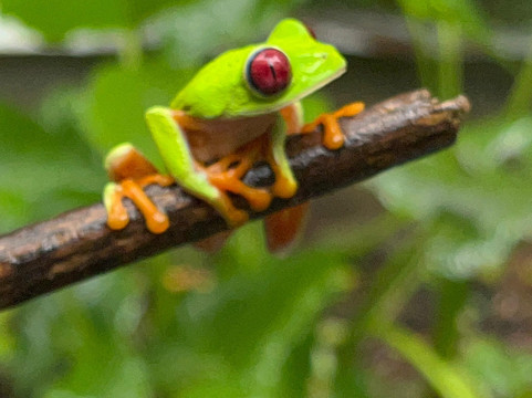 Abel Bustamante - Tour Guide-Manzanillo必去景点