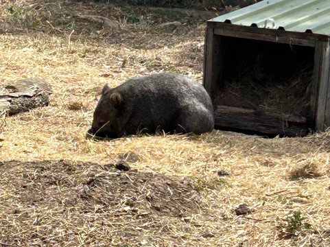 Zoodoo野生动物园-Richmond必去景点