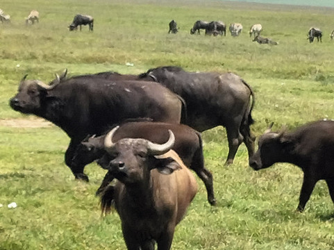 Eden Tours and Travel-桑给巴尔岛必去景点