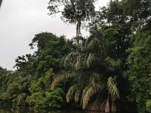 Tortuguero Life Tours-托图杰多必去景点
