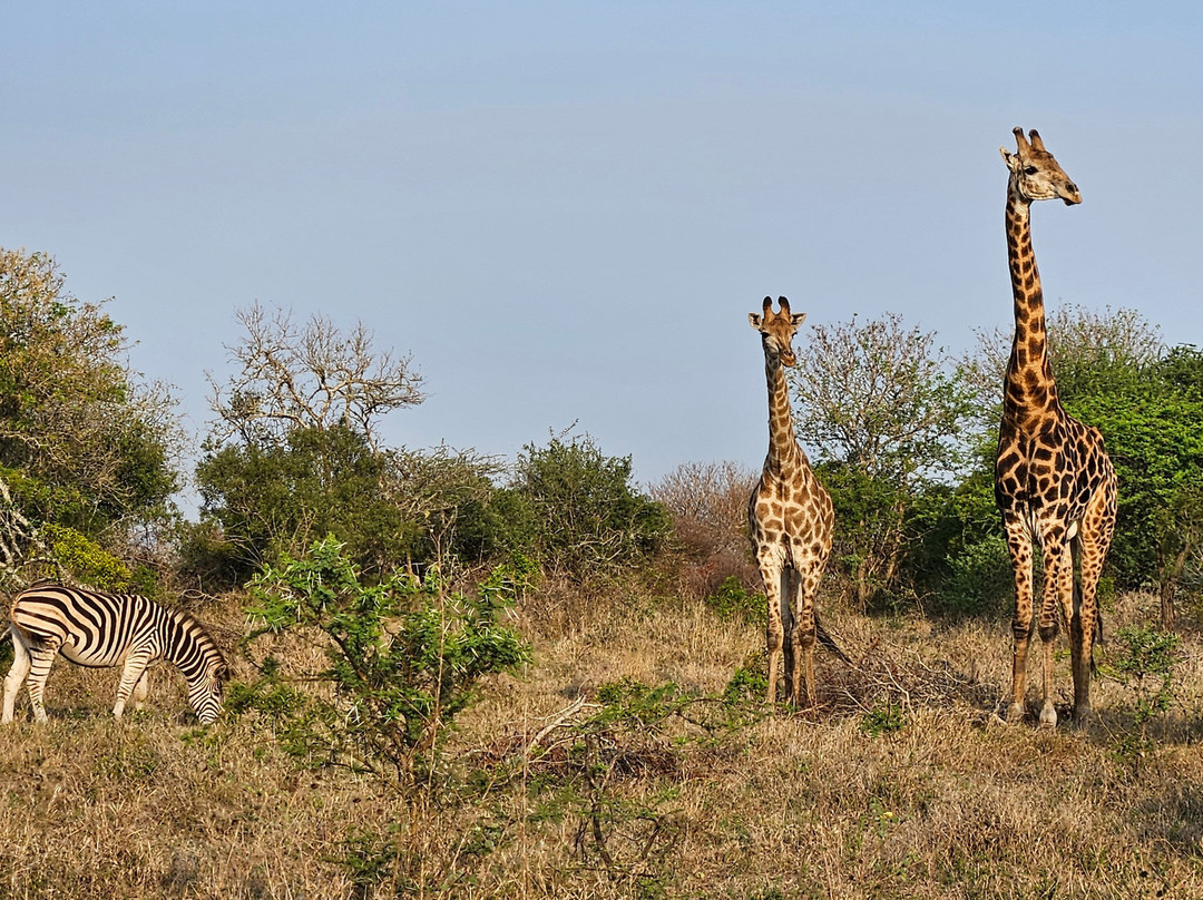The Black Sheep Agency-开普敦中心区必去景点