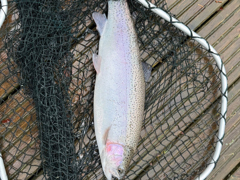 Kailzie Fishery-皮布尔斯必去景点