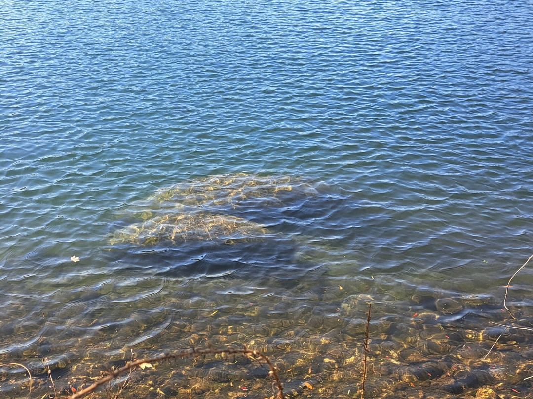 Crystal River National Wildlife Refuge-克里斯特尔里弗必去景点