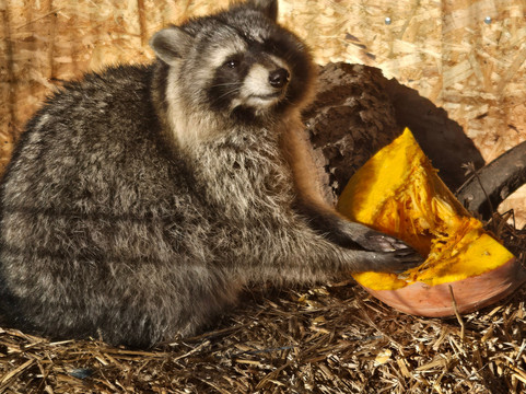 Atomi Mini Zoo-Liepaja必去景点