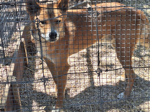 Jirrahlinga Dingo Conservation & Wildlife Education Centre-Chewton必去景点