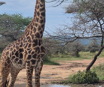 Safari Avventura-阿鲁沙必去景点