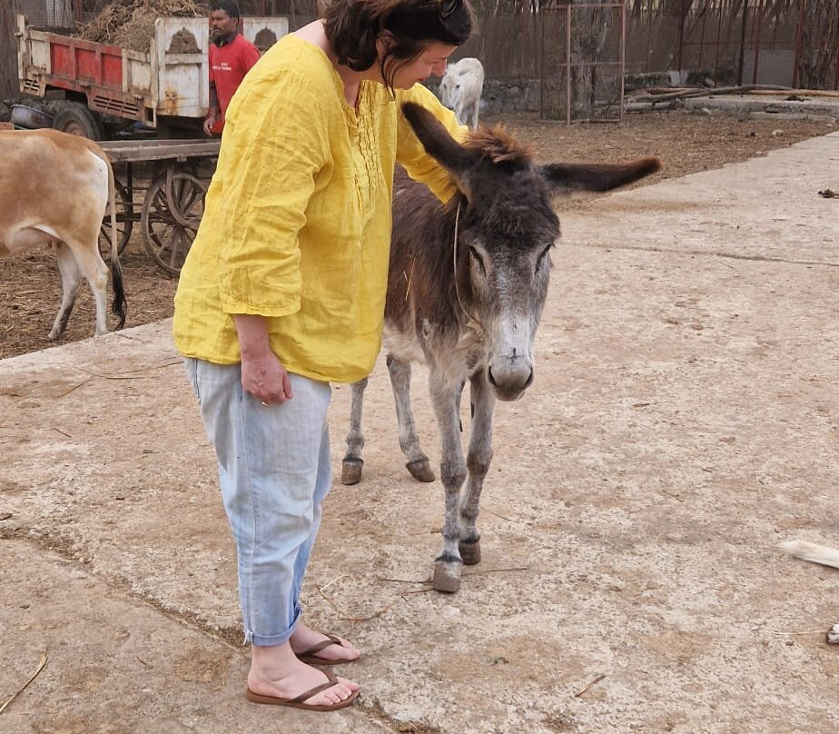 Animal Aid Unlimited-乌代布尔必去景点