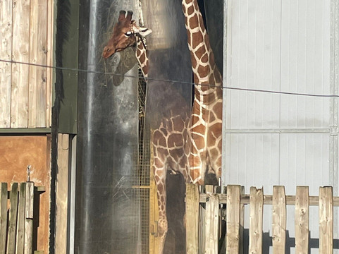 Bristol Zoo Project-Easter Compton必去景点