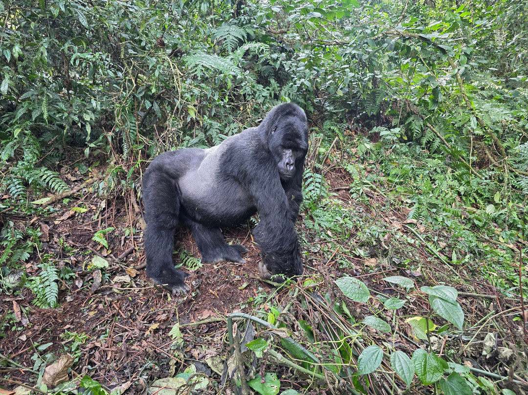 Focus East Africa Tours Ltd-坎帕拉必去景点