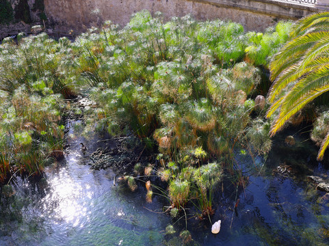 Fonte Aretusa-锡拉库扎必去景点