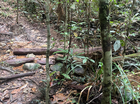 Panbil Nature Reserve-巴淡岛必去景点