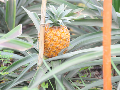 Plantação de Ananás dos Açores-蓬塔德尔加达必去景点