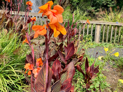 The Secret Waterfall Gardens-Patumahoe必去景点