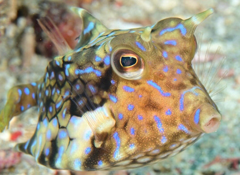 DPM Diving Nusa Penida-珀尼达岛必去景点