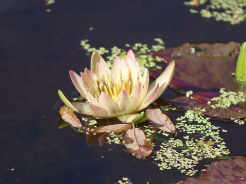 McKee Botanical Garden-维罗海滩必去景点