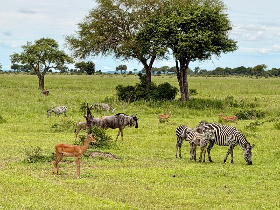 Nesa Africa Safaris Limited-Dar es Salaam必去景点