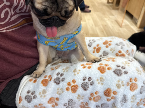 Dog Cafe Rio Akihabara-千代田区必去景点
