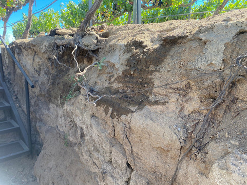 Casas del Bosque-卡萨布兰卡必去景点