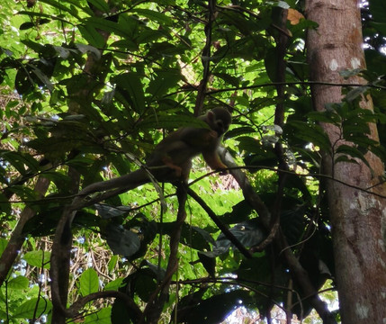 Sentier du Rorota-Remire-Montjoly必去景点
