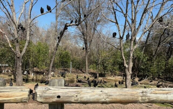 Cameron Park Zoo-韦科必去景点