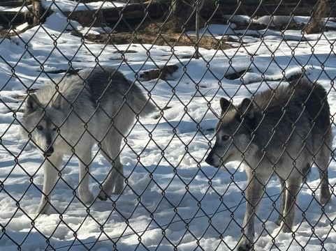 Lakota Wolf Preserve-Columbia必去景点